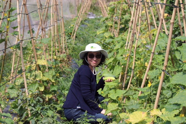 Vietnam has first vegetable farm to gain US, EU organic certification