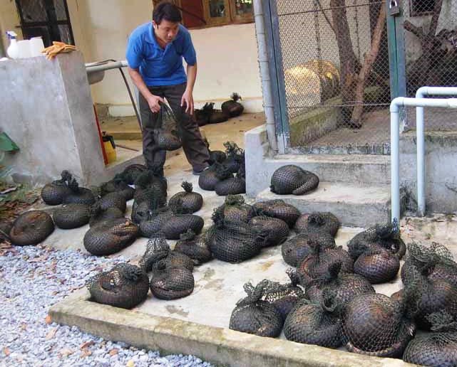 Over 30 pangolins die in Vietnam reserve due to legal issues