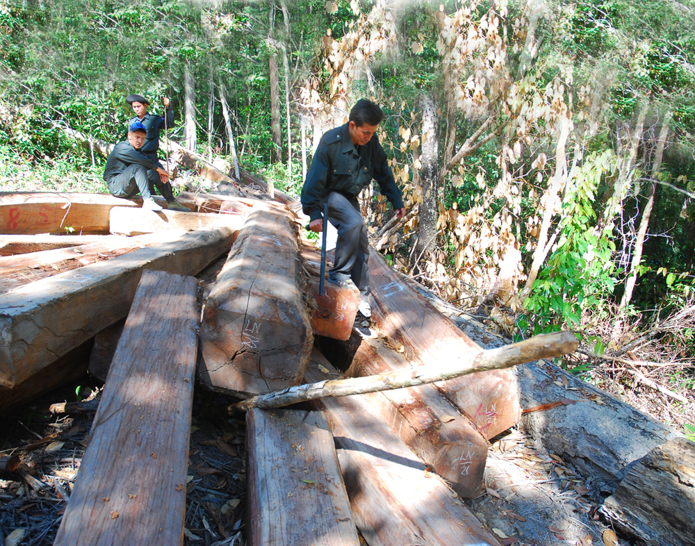 Natural forests quickly ‘disappearing’ from Vietnam’s Central Highlands region