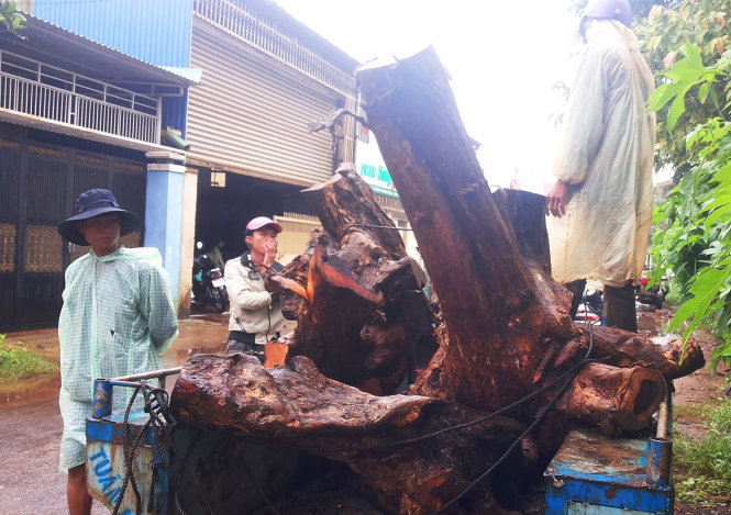 Stumps hunted to make decorative furniture in Vietnam