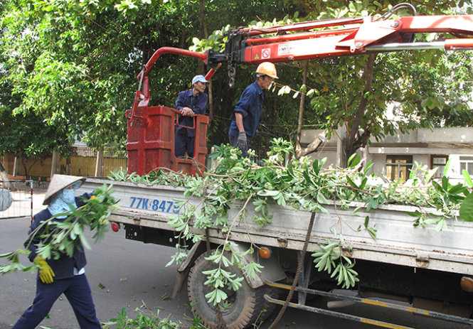 Vietnam province fells 3,000 Hanoi-favorite trees over foul smell