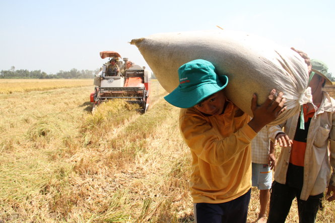 China’s tightened inspection good for Vietnamese rice exporters: insiders