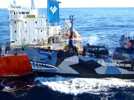 Sea Shepherd warns Japan against resuming whaling