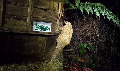 24 pangolins set free from wildlife traffickers in Vietnam