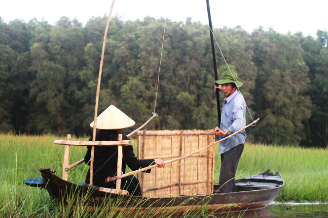 ‘Ghost rice’ in Vietnam – P2: Harvesting in darkness