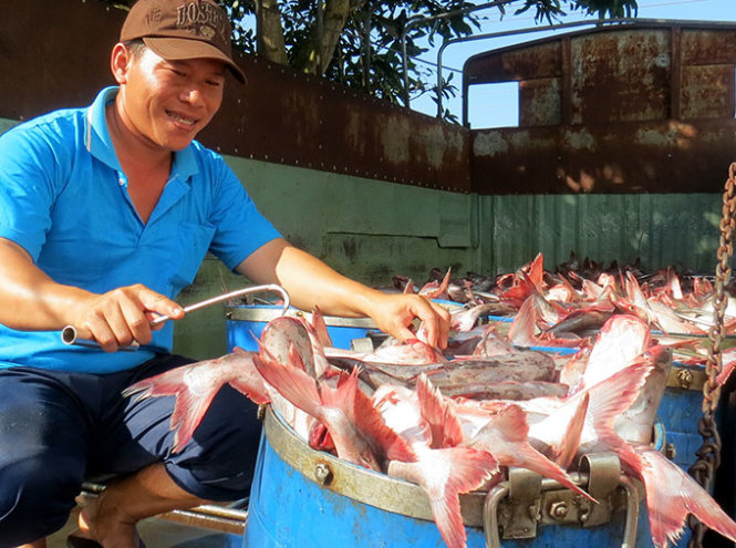 Vietnam asks catfish growers to get ready for new US inspection rule