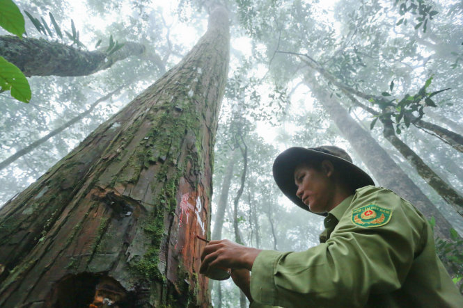 Cypress forest survives in Central Highlands of Vietnam