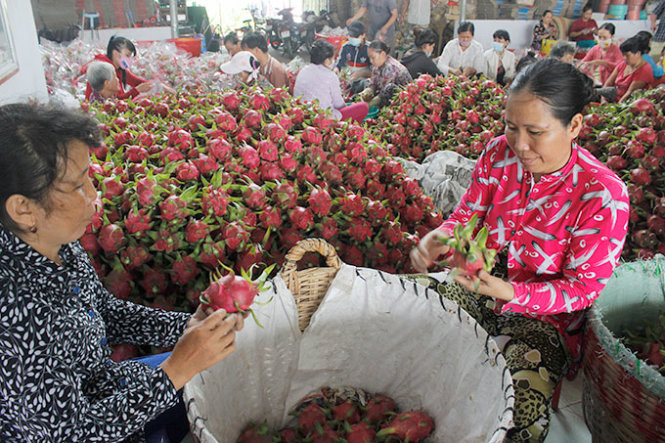 Chinese on tourist visas suspected of manipulating dragon fruit market in Vietnamese province