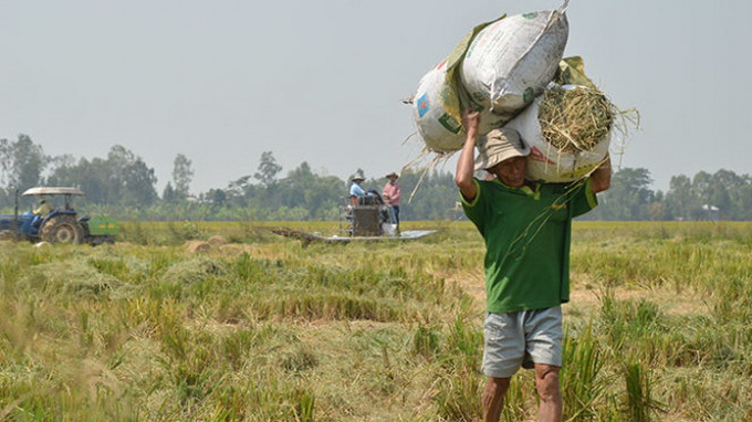 In Vietnam’s Mekong Delta, farmers fertilize rice with cement