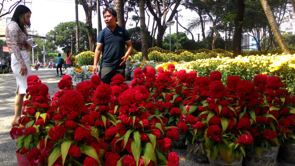 Ho Chi Minh City to open 128 flower markets for Tet