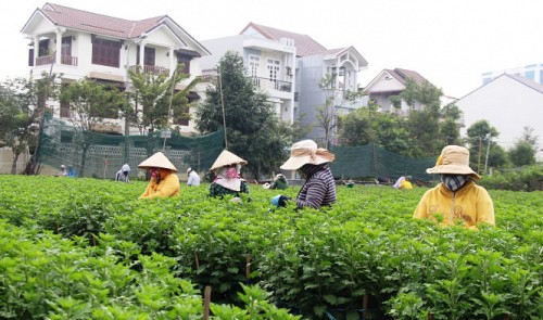 Vietnam's Da Nang farmers benefit from growing flowers in ‘golden’ land