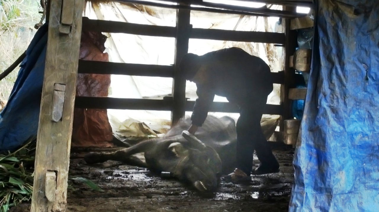 Almost 2,000 cattle die in cold weather in northern Vietnam