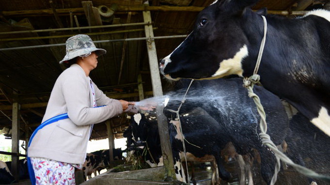 Ho Chi Minh City cow raisers suffer as milk products cannot sell