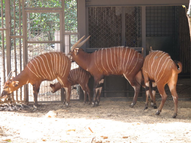Vietnam's first-ever safari zoo denies mass deaths of rare animals