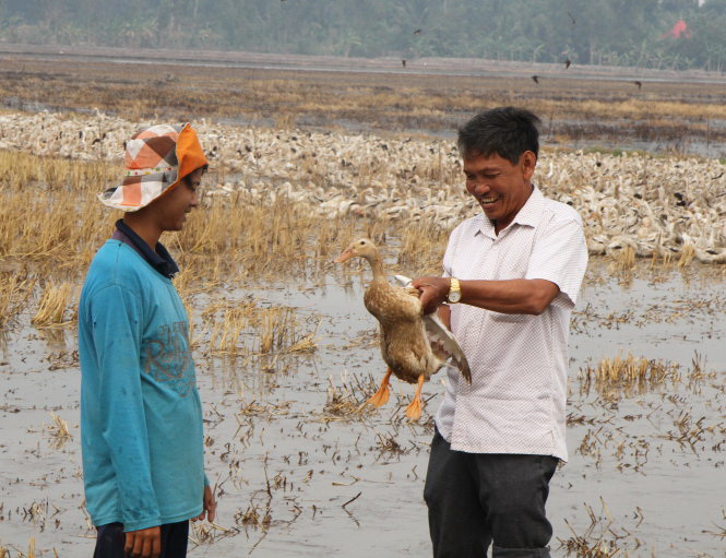 Vietnamese man makes fortune breeding ducks