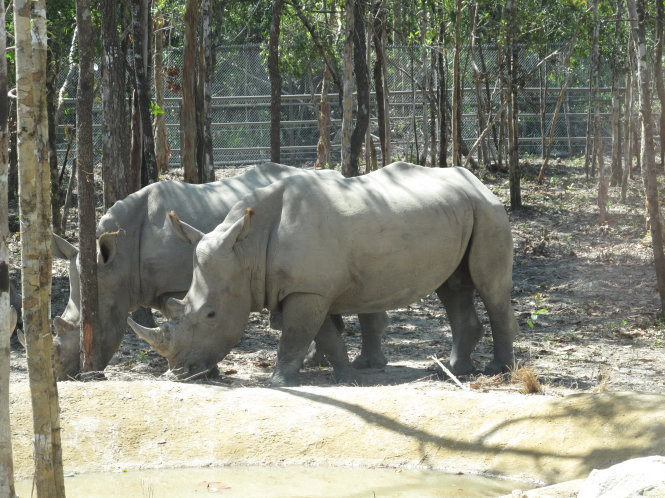 CITES Vietnam, authorities say rhinos at Vinpearl Safari of legal origin