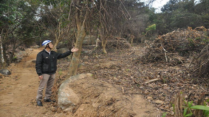 Facebook posts help end deforestation in central Vietnam