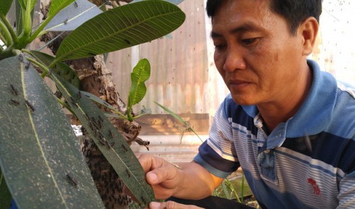 In Vietnam, teacher enriches life by raising black soldier flies