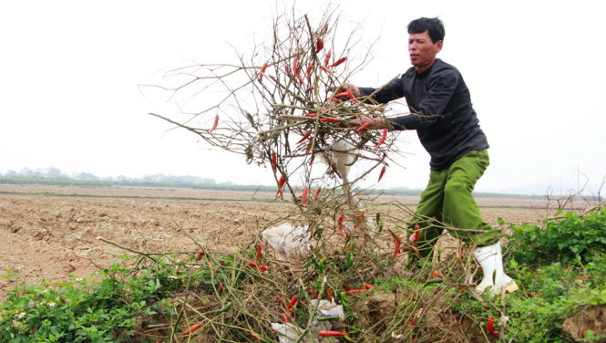 Vietnam farmers bury chili plants alive as buyer breaks promise
