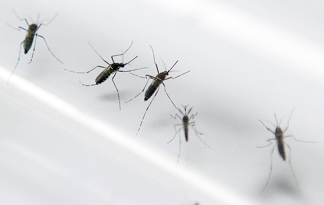 Vietnam’s health ministry launches campaign to prevent Zika disease