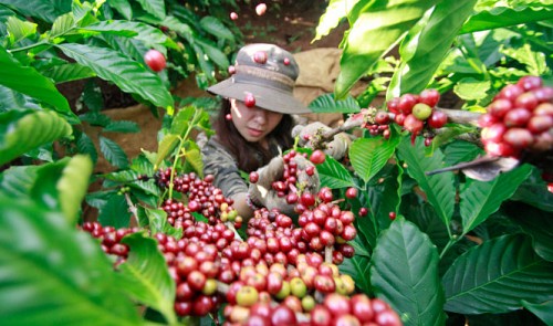 Vietnam’s coffee giant Trung Nguyen receives ultimatum over sluggish projects