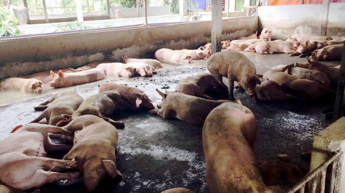 Use of banned chemicals out of control in Vietnam’s southern pig breeding hub