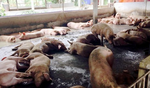 Use of banned chemicals out of control in Vietnam’s southern pig breeding hub