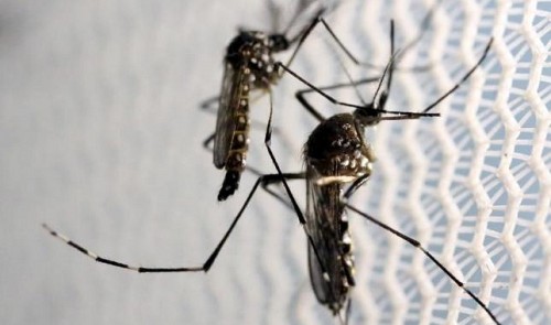 Vietnam reports first Zika infections, raises alarm