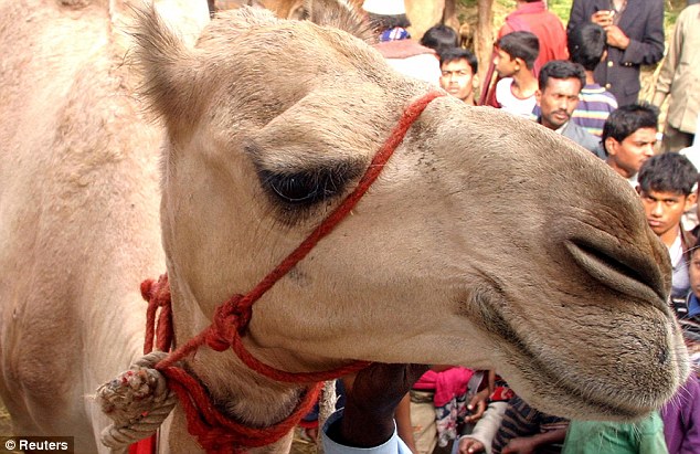 Vietnam recalls books telling kids ‘camel is largest bird on earth’