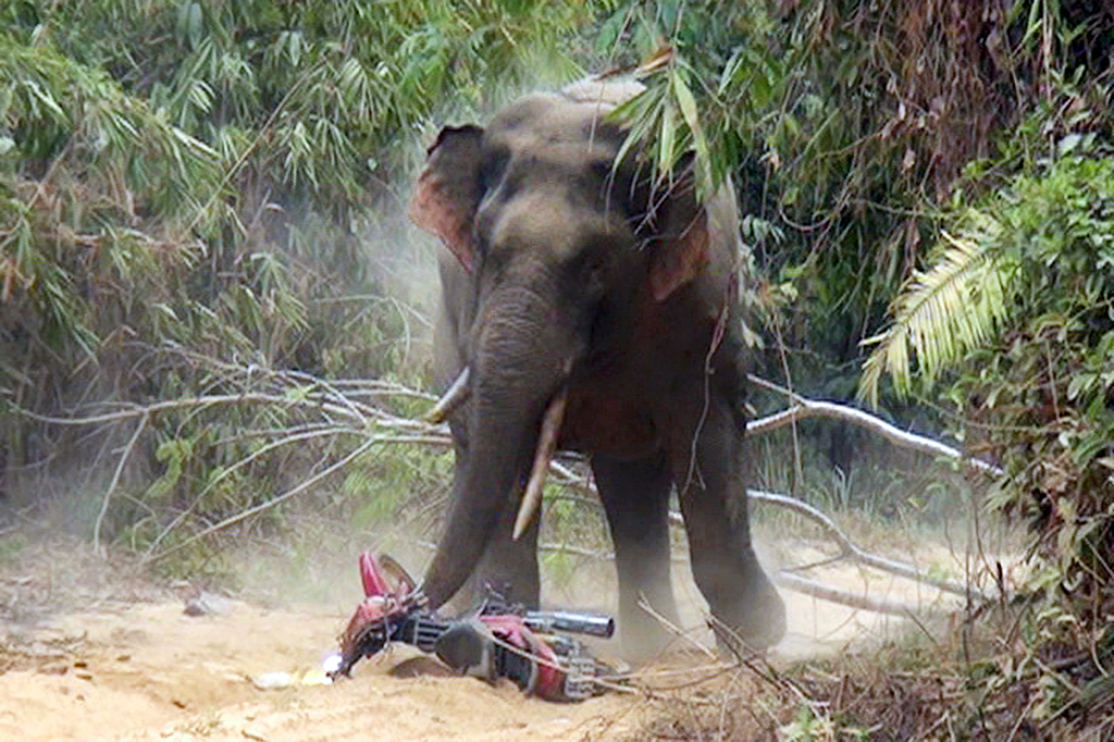 Forest elephant runs amok, destroys bike in southern Vietnam