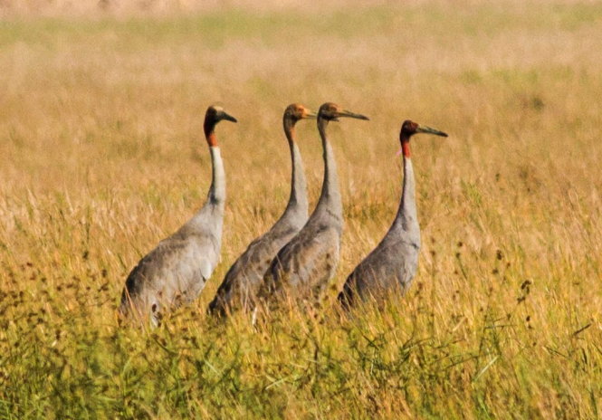 Endangered crane returns after 18 years to bring hope to Vietnam sanctuary