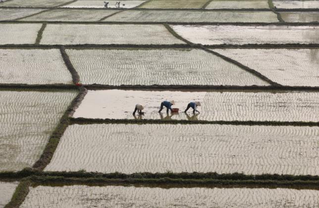 Vietnam's H1 2016 rice exports may edge up despite output fall