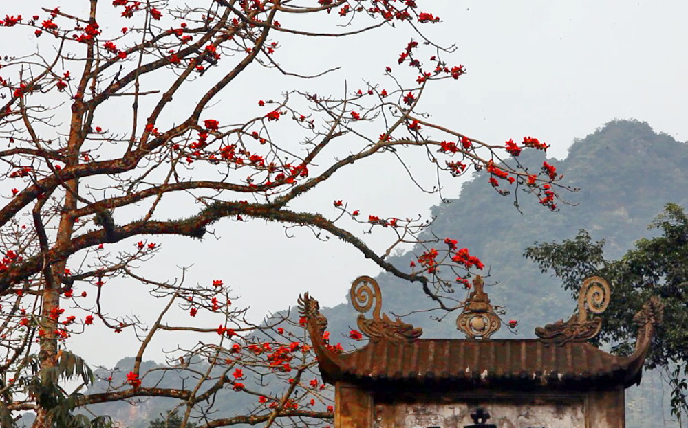 Visiting famous Hanoi pagoda in red cotton flower season