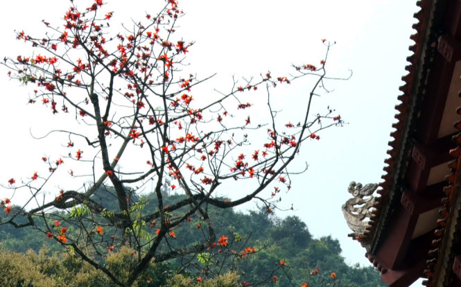 Ancient red cotton flowers blossom next to the eaves of the complex’s Thien Tru pagoda.