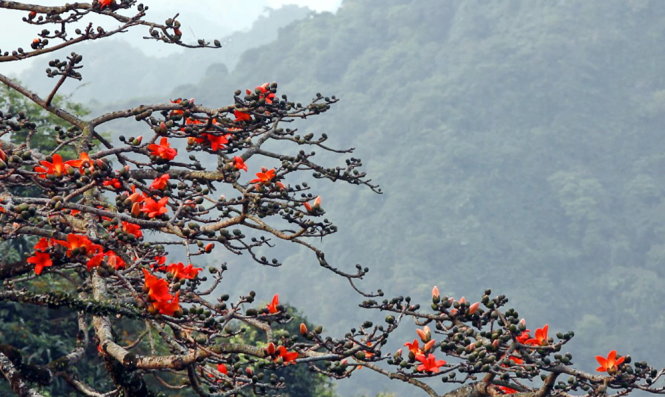 Red cotton flowers blossom in the third and fourth months of the Vietnamese lunar calendar.