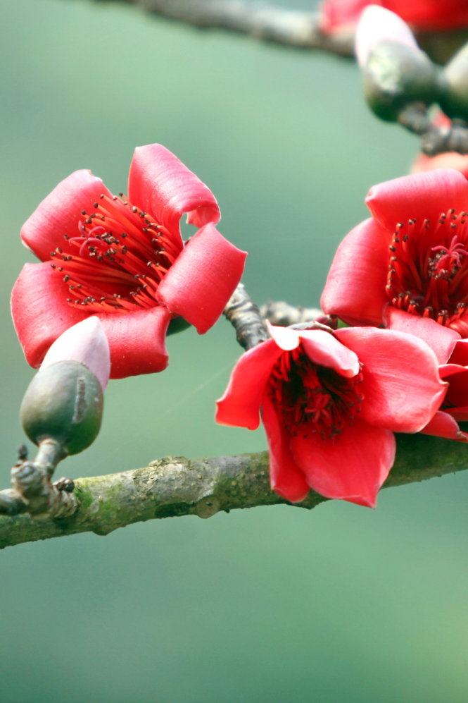 A close-up of blooming red cotton flowers.