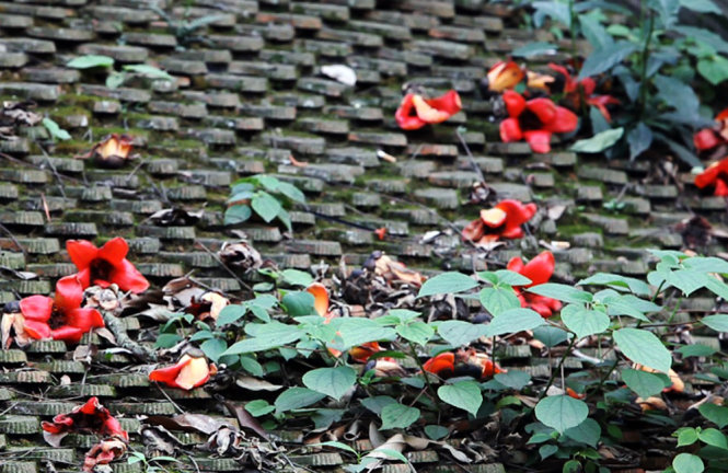 The poetic scene of flowers falling on a terracotta roof covered with green moss.