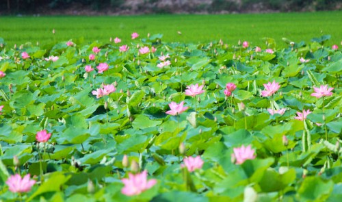 Stunning lotus season in southern Vietnam