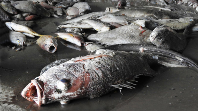 Vietnam forms national panel to identify cause of mass fish deaths