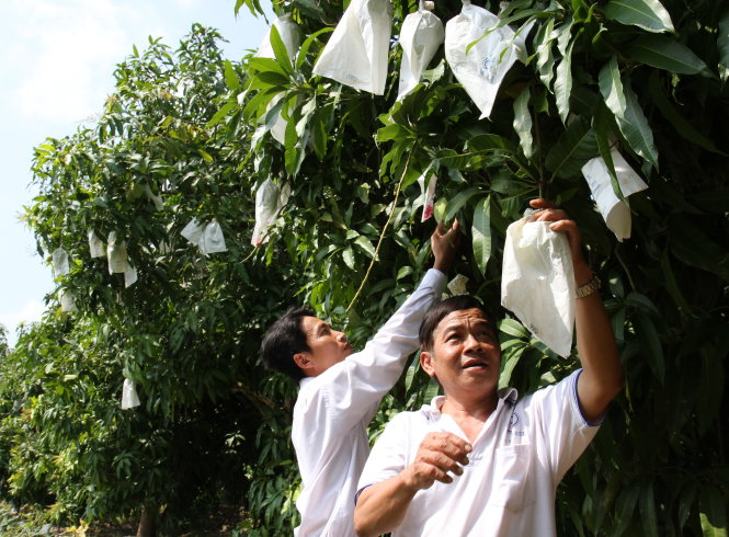 Vietnamese mango farmers plagued by false rumor of unsafe wrapping bags