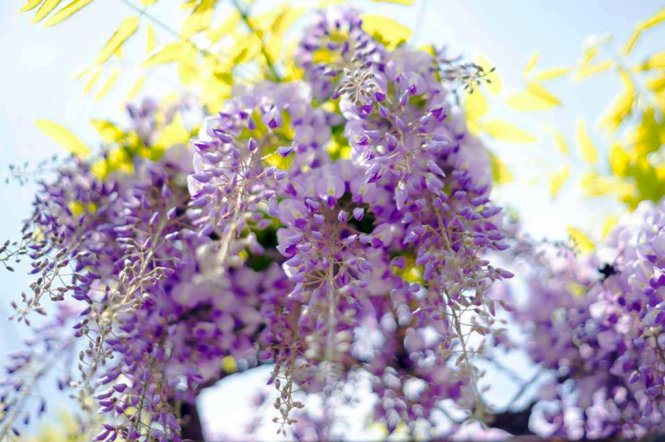 A close-up of purple Fuji flowers