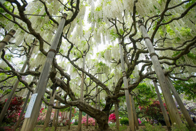 The ancient white Fuji flower tree at Ashikaga Flower Park