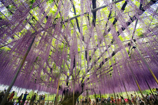 The 150-year-old Fuji flower tree at Ashikaga Flower Park