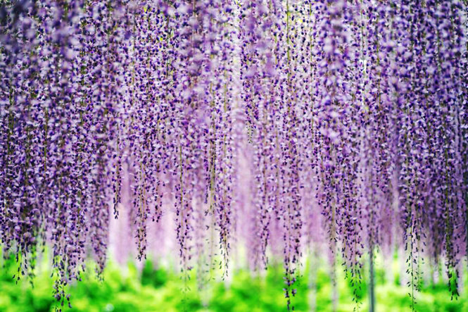 A curtain of purple Fuji flowers