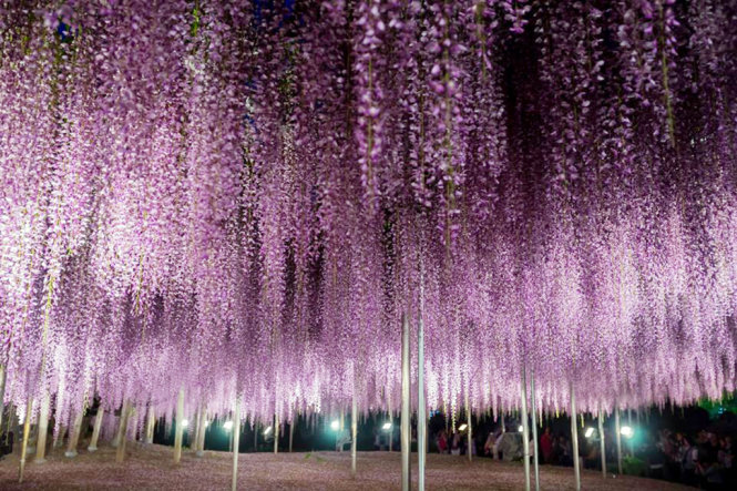 A curtain of purple Fuji flowers at night