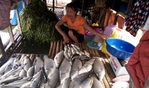 Tons of farm-raised fish die as untreated water dumped into Vietnam’s river
