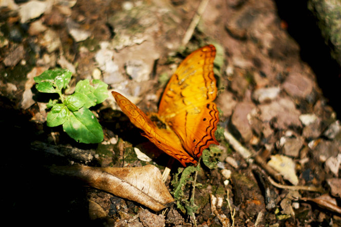 A brown butterfly makes landing