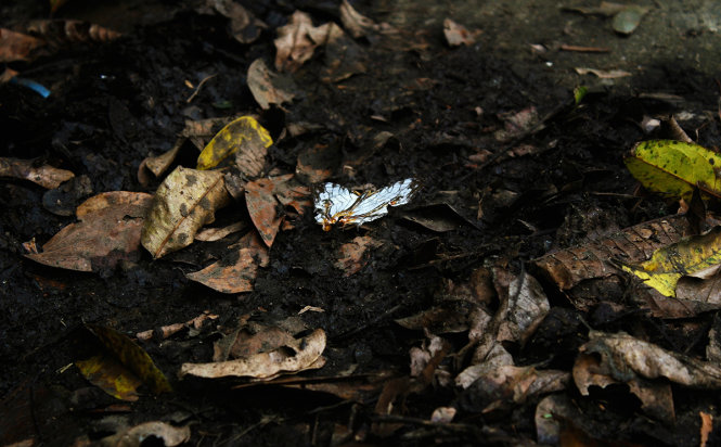 A white living “dried leaf”