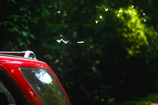 Butterflies fly around a car