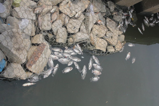 Fish die en masse in Ho Chi Minh City’s iconic canal after downpour
